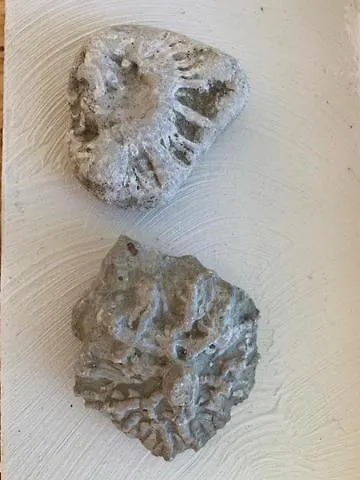 Pilguse Residency Jogela